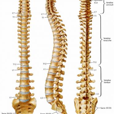 Anatomia  Colonna vertebrale