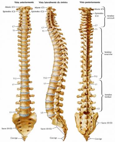 Anatomia  Colonna vertebrale